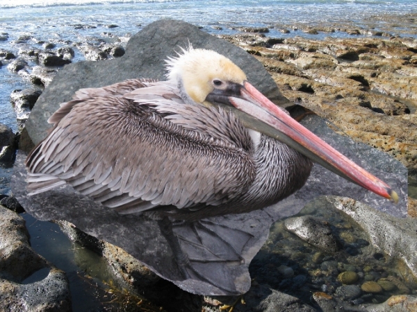 Creation of Bird: Step 2